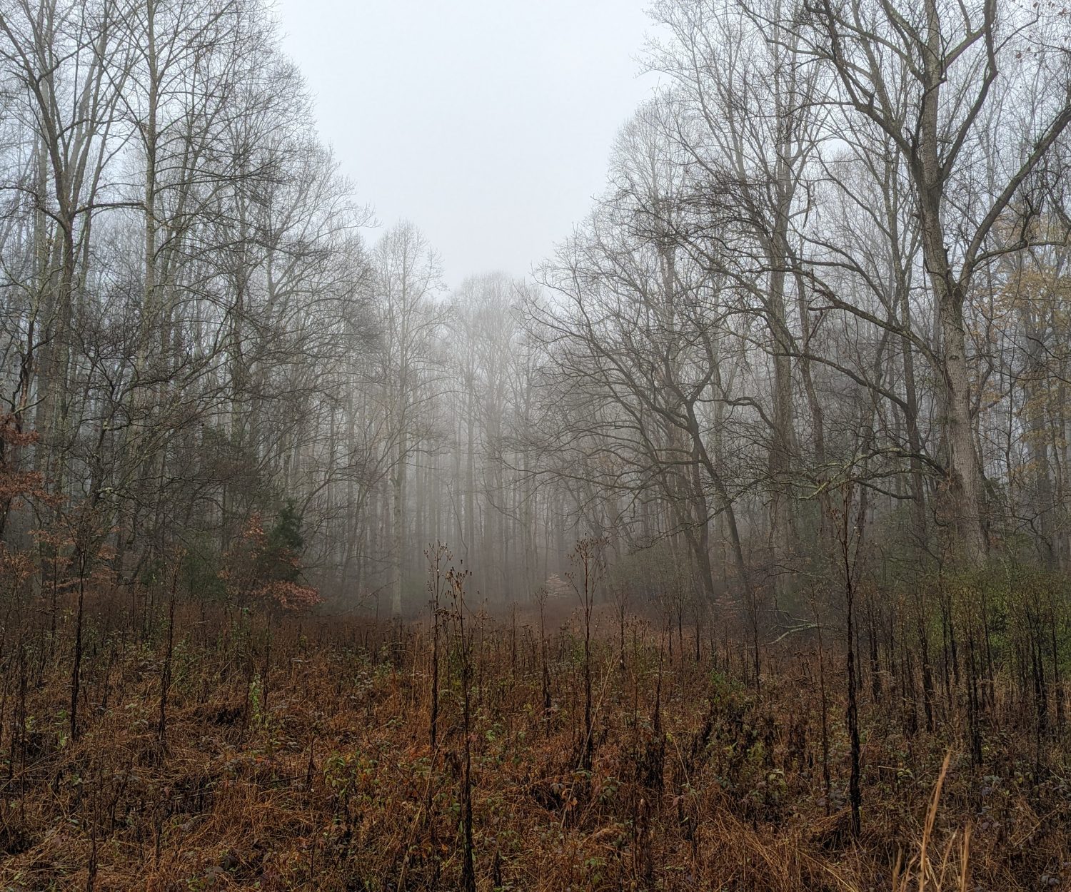 Winter At The Farm - Tsula Adohi